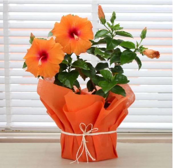 Plant