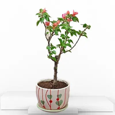 Flowering Plants