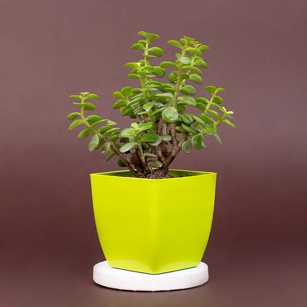 Jade Plants