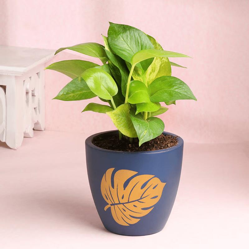 Money Plants