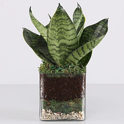 Sansevieria Green Plant