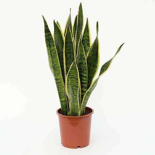 All Plants
