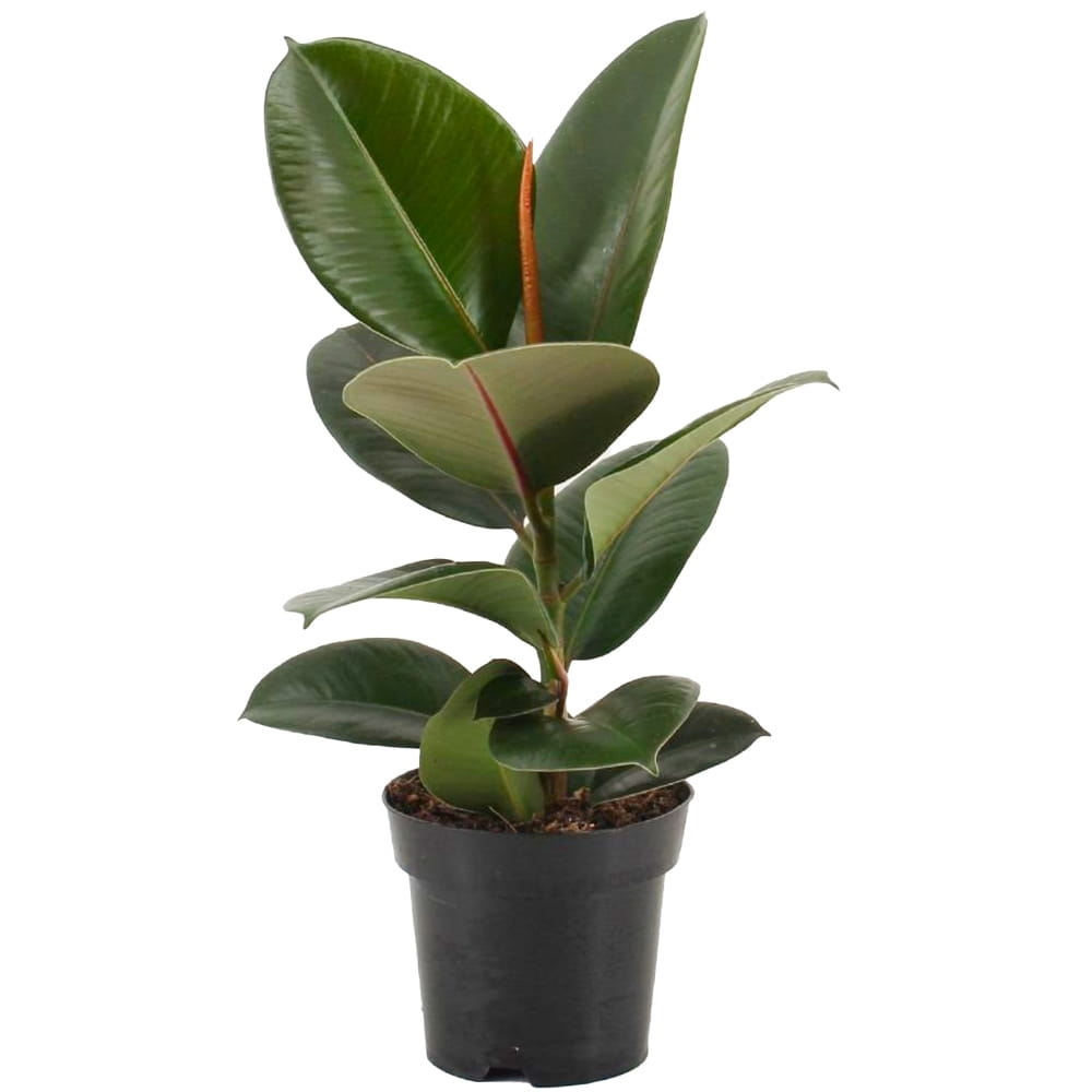 Rubber Plant