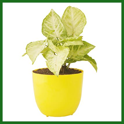 Air Purifying Plants