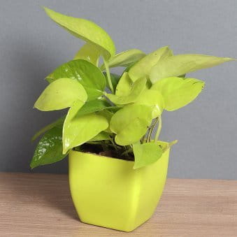 Golden Money Plant