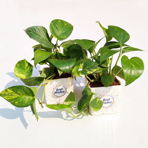 Best Wishes Money Plant