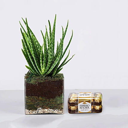 Special Aloe Vera Plant