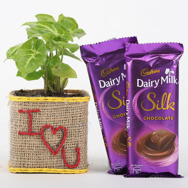 Dairy Milk Silk Chocolates with Syngonium Plant