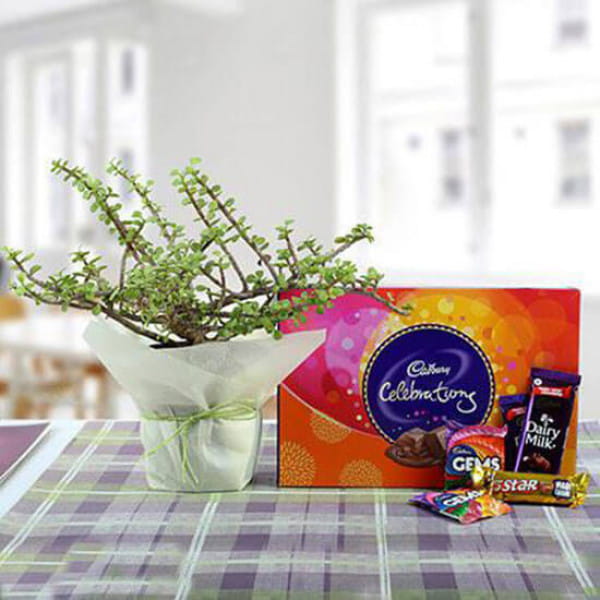 Delicious Chocolates N Jade Plant Comb