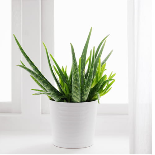 Premium Plants