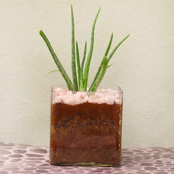 Aloe Vera plants
