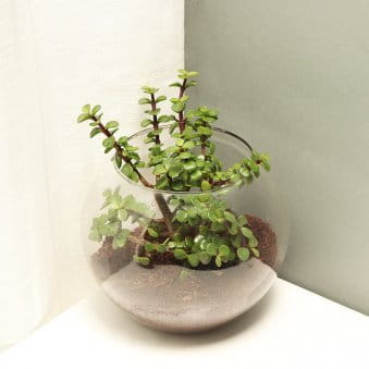 Special Jade Plant