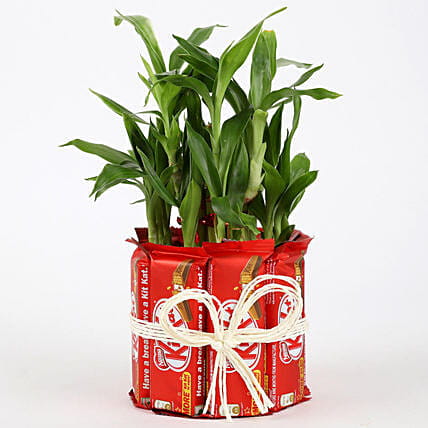 Plants & Chocolates