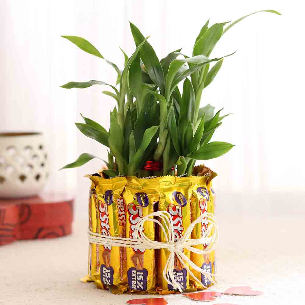 Five Star Chocolates with Lucky Bamboo