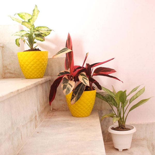 Calathea Triostar Plant, Alpinia Plant, and Silver Aglaonema Plant