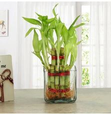 Lucky Bamboo in Glass Vase