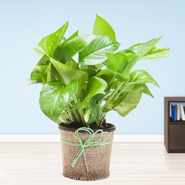 Money Plant
